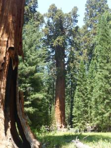 sequoia2